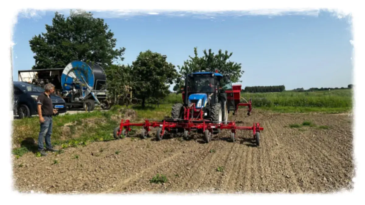 Tractor tijdens de mechanische onkruidbestrijding in het biologische maïsveld